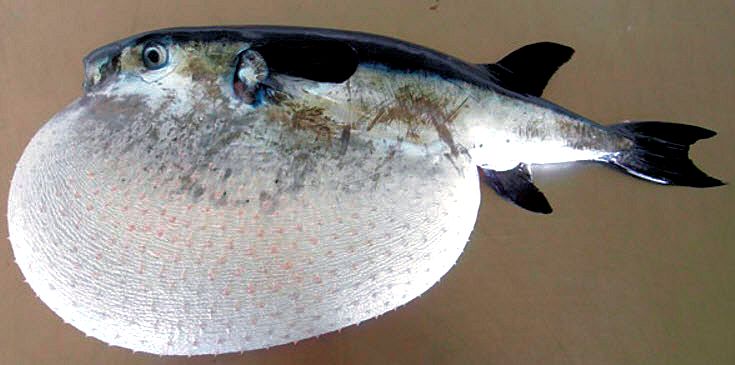 Lagocephalus lagocephalus_05.jpg